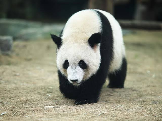 田中圭とミスパンダ(清野菜名)と飼育員「シロでもクロでもない世界でパンダは笑う」1話ネタバレと視聴率！